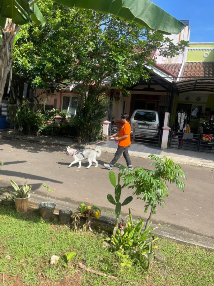 Dog walking